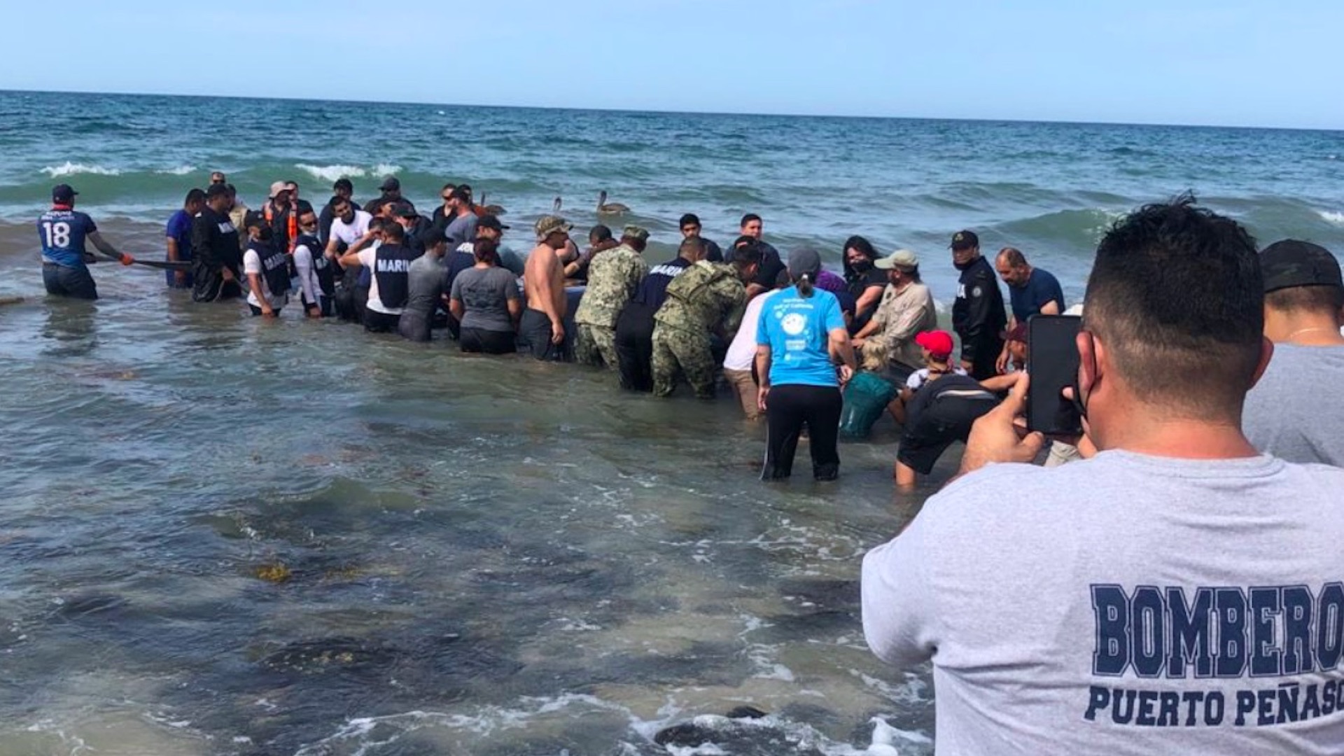 Rescatan a ballena varada en Puerto Peñasco, Sonora Rescatan a ballena varada en Puerto Peñasco, Sonora