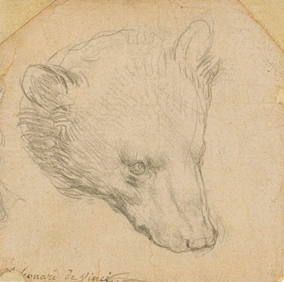 Boceto de oso de Da Vinci alcanza precio récord en subasta - boceto-cabeza-de-oso-de-da-vinci