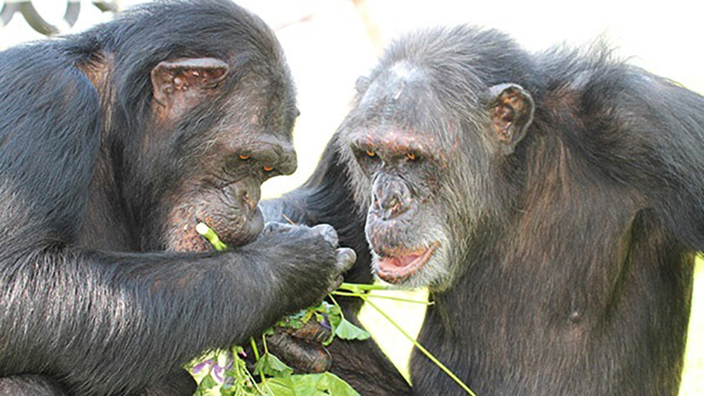 Los chimpancés también pueden sufrir trastornos mentales graves - chimpances-en-refugio-de-espana