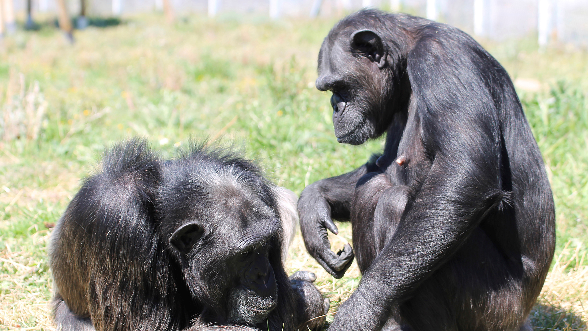 Los chimpancés también pueden sufrir trastornos mentales graves