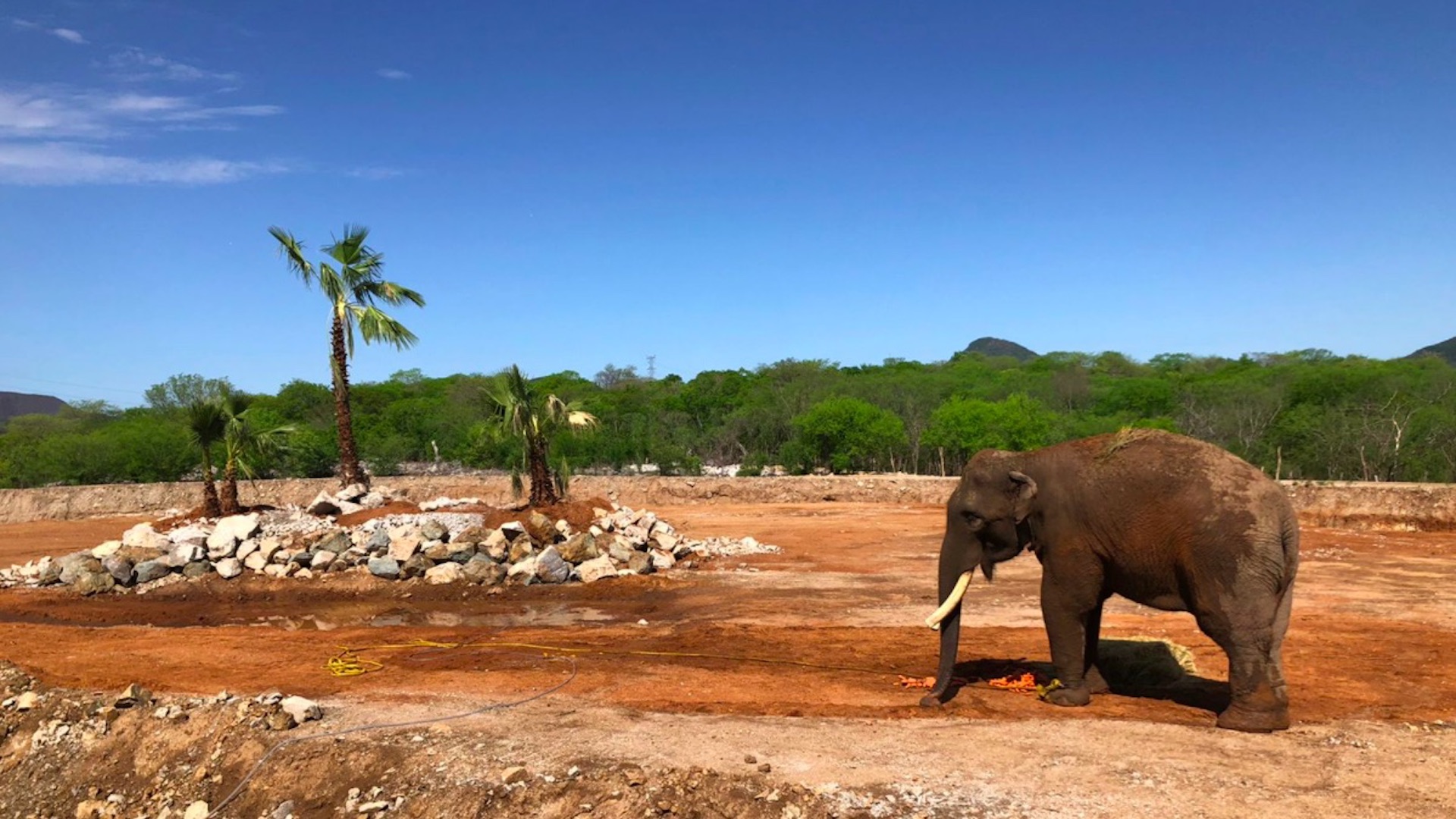Trasladan al elefante Big Boy a un nuevo hogar