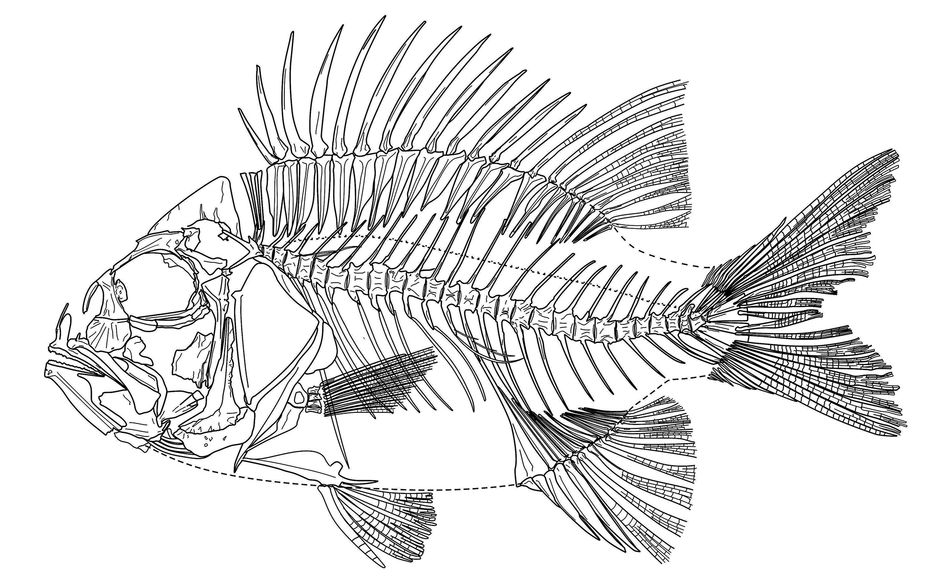 Hallan en Chiapas nueva especie de pez que vivió hace 95 millones de años - esqueleto-del-choichix-alvaradoi