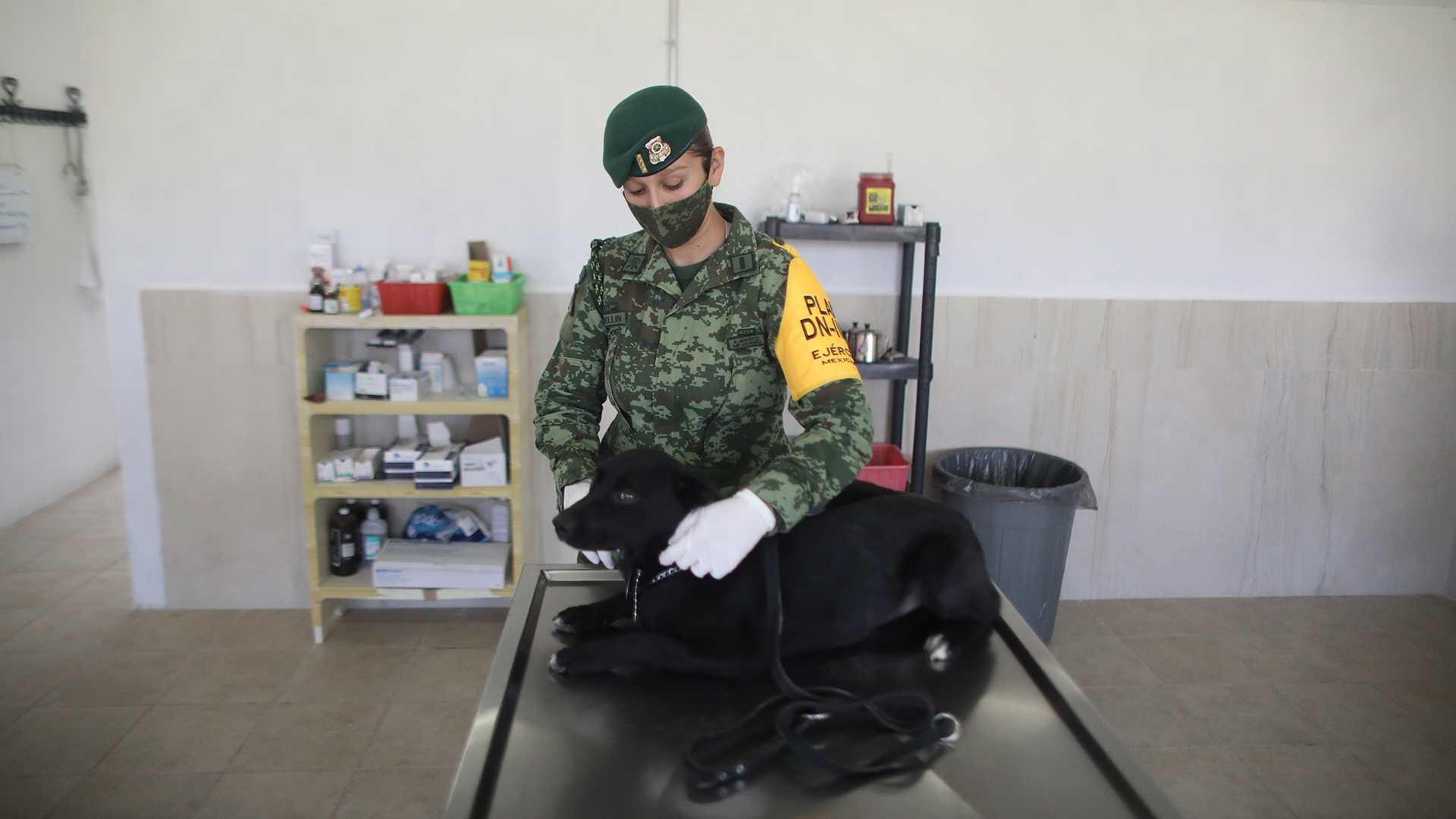 Soldados al rescate de perros callejeros en Santa Lucía - evaluacion-medica-de-perrito-rescatado-por-soldados-en-santa-lucia