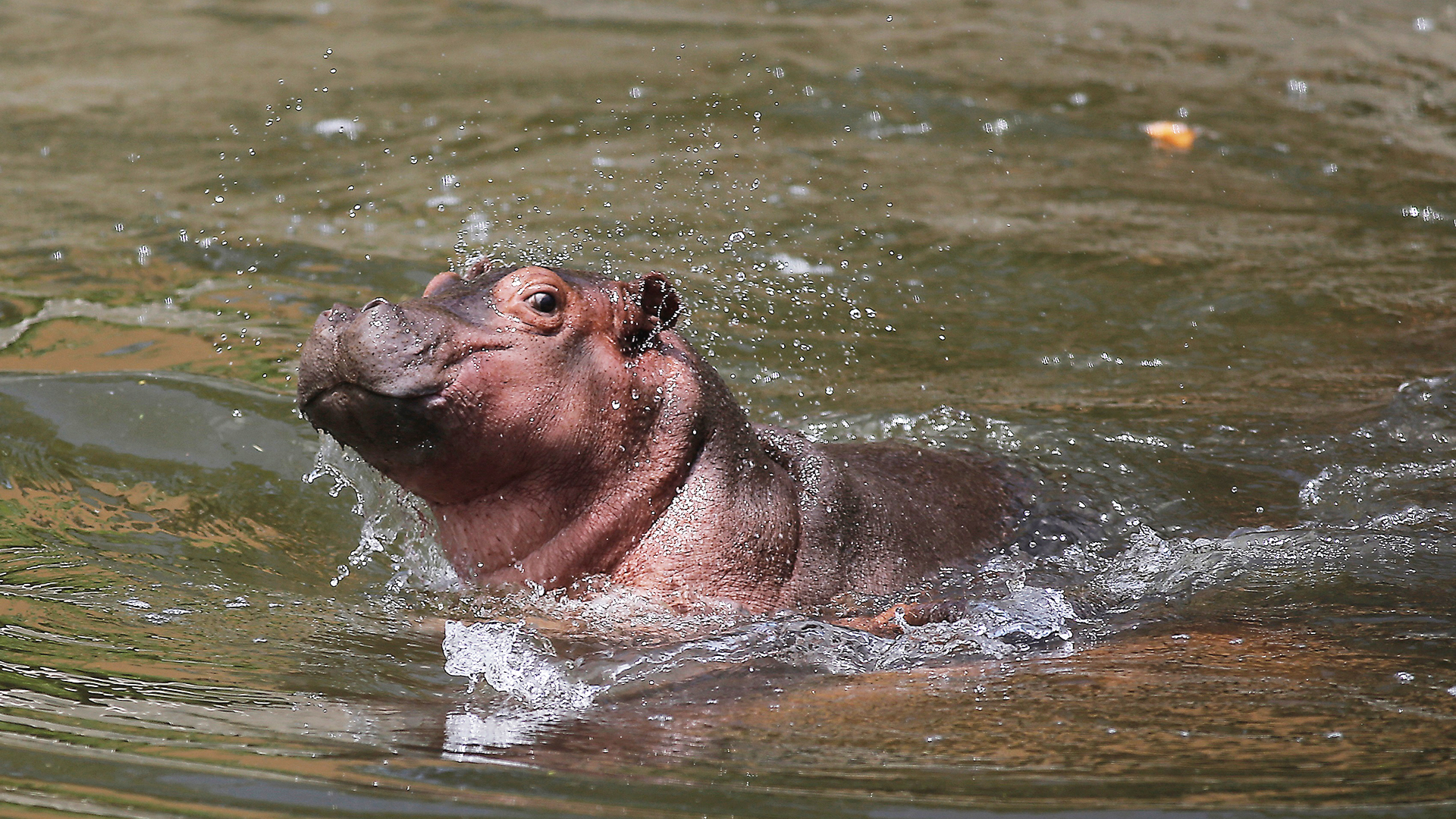 #Video Hipopótamo bebé, nueva atracción del Zoológico de Guadalajara