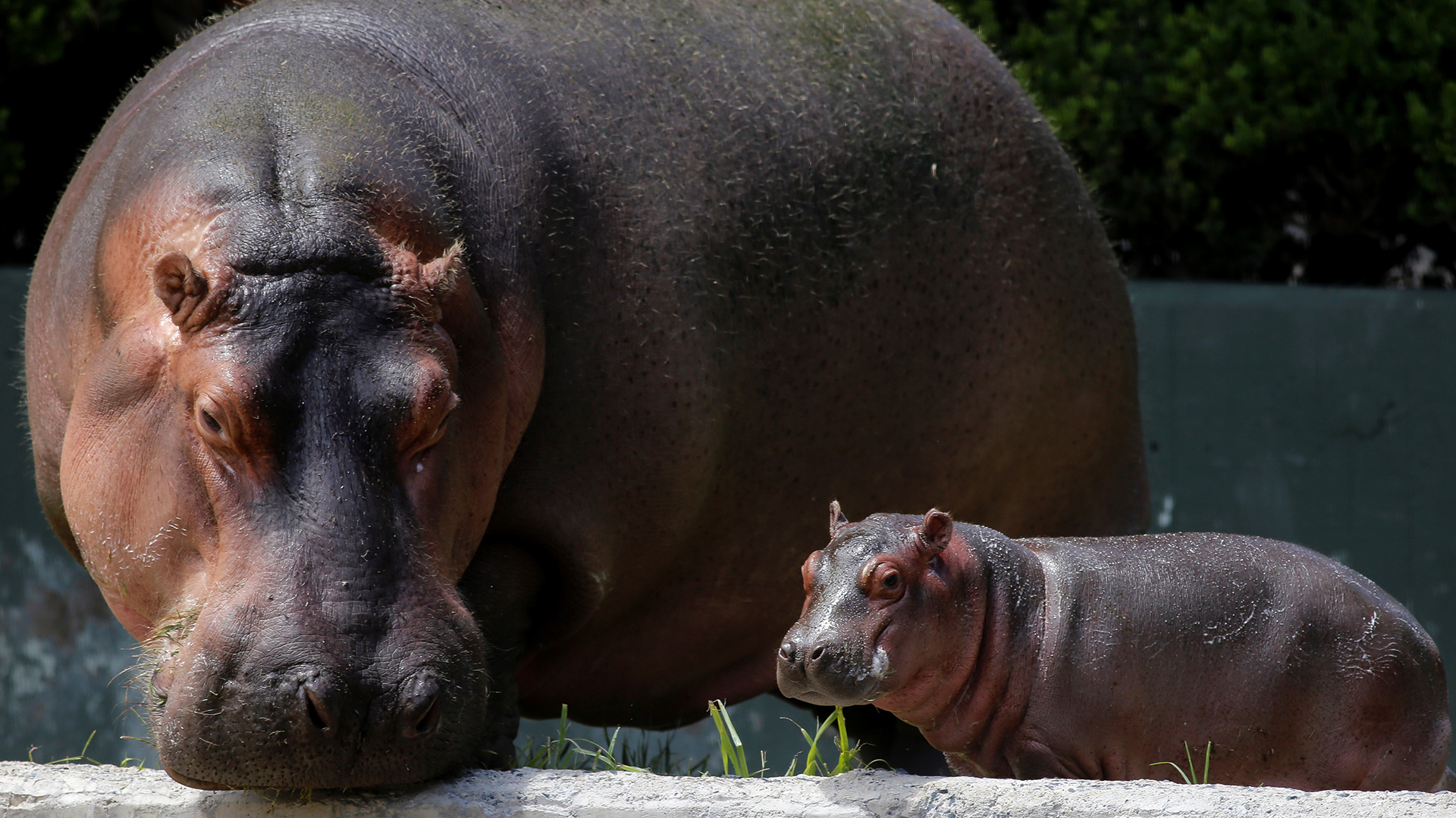 #Video Hipopótamo bebé, nueva atracción del Zoológico de Guadalajara - hipopotamo-en-peligro-de-extincion-nuevo-atractivo-de-guadalajara