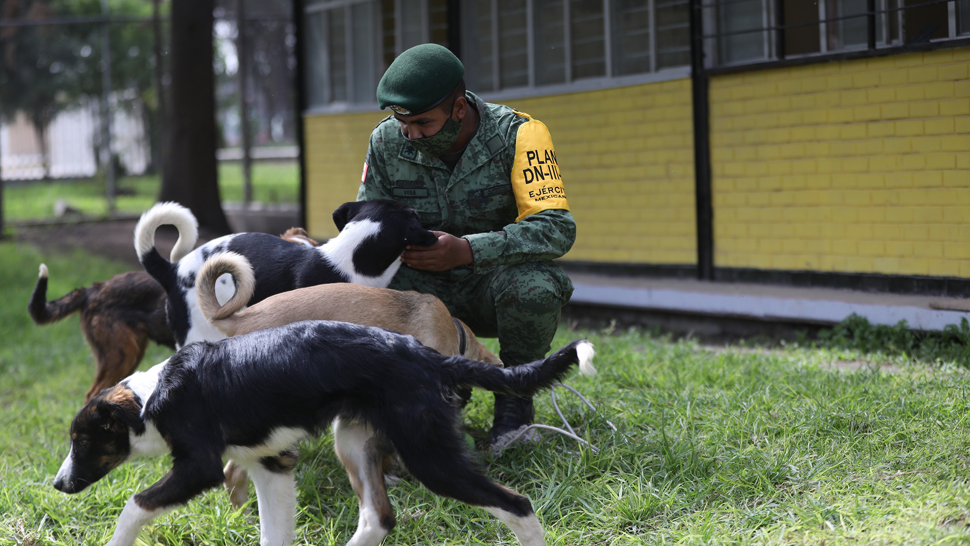 Soldados al rescate de perros callejeros en Santa Lucía - los-perritos-de-santa-lucia-1