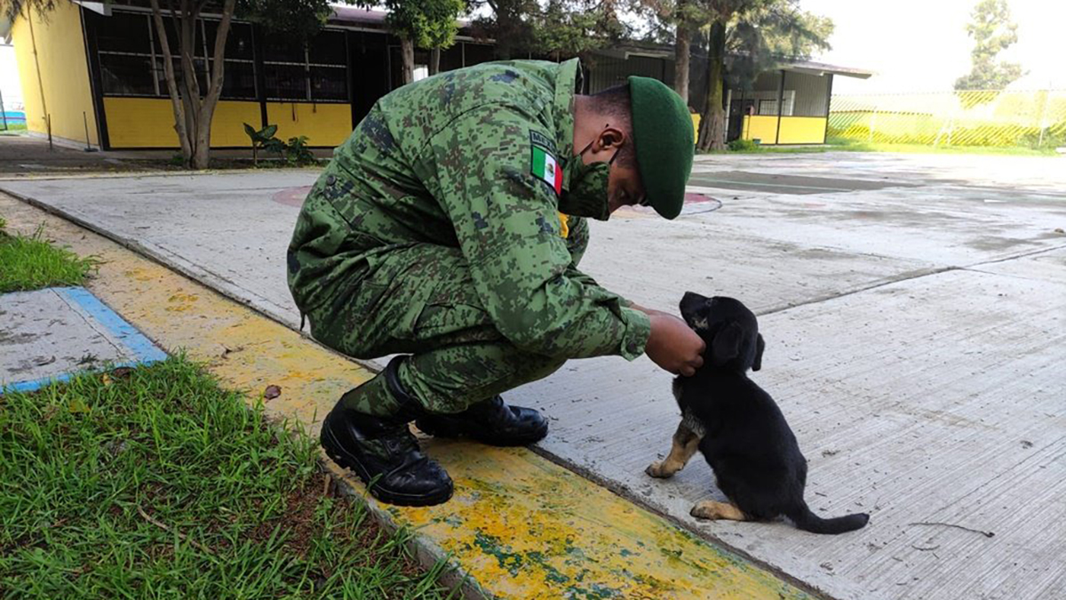 Militares dan refugio a perros que deambulan en obras de Santa Lucía - militares-con-perritos-rescatados