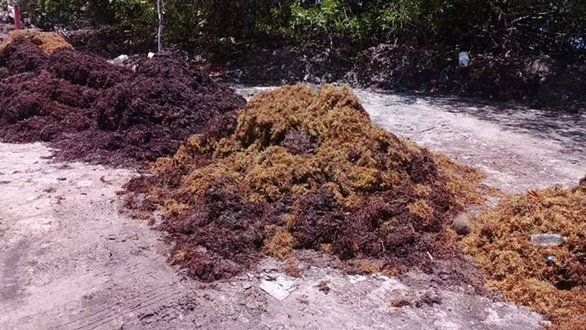 Ocultan sargazo en tiraderos clandestinos de Cancún - montones-de-sargazo-en-cancun