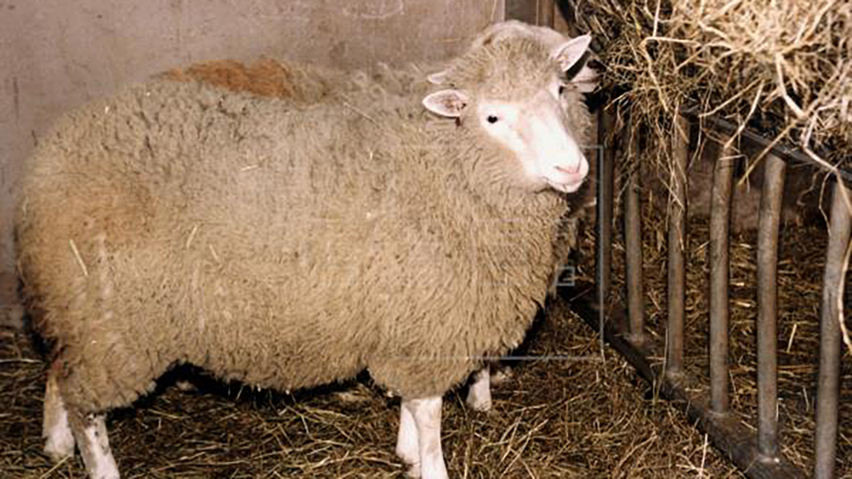 La oveja Dolly, a 25 años del experimento que revolucionó la biología