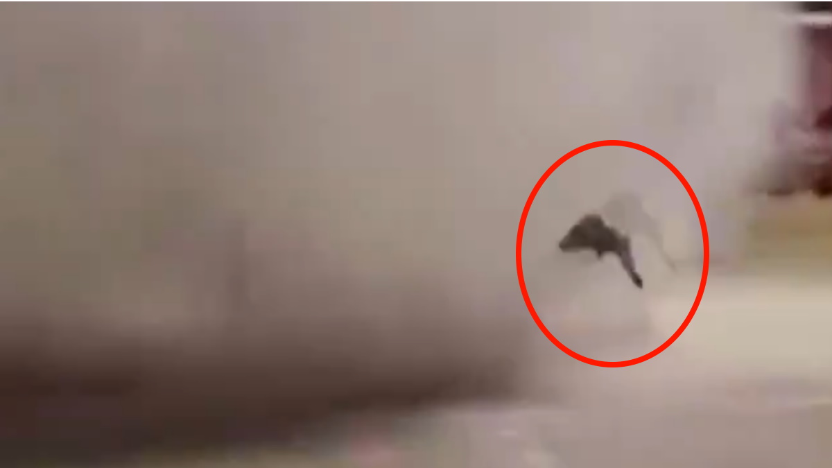 #Video Remolino interrumpe partido de futbol en Bolivia