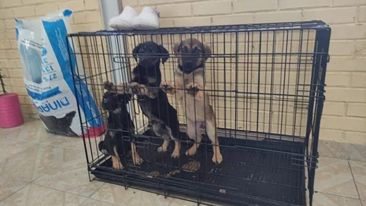 Militares dan refugio a perros que deambulan en obras de Santa Lucía - perritos-rescatados-por-militares-en-santa-lucia