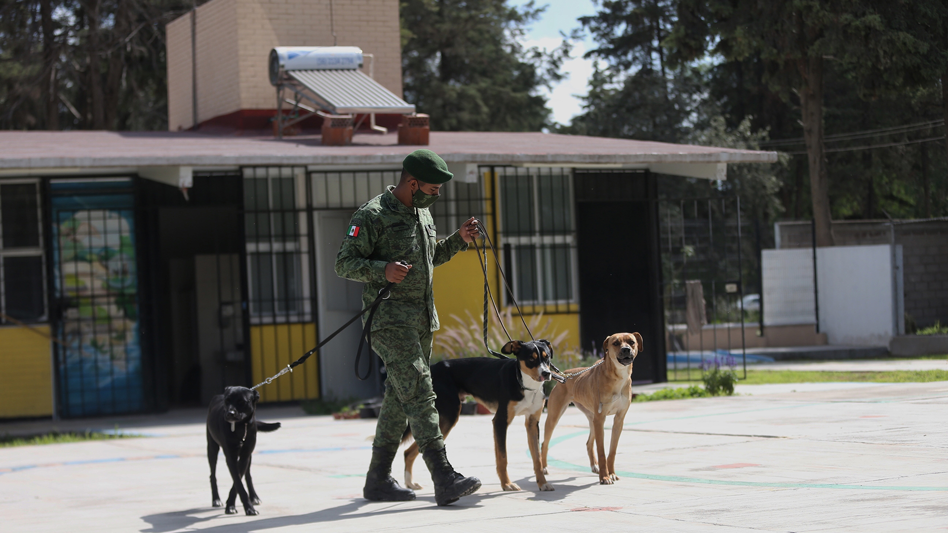 Soldados al rescate de perros callejeros en Santa Lucía