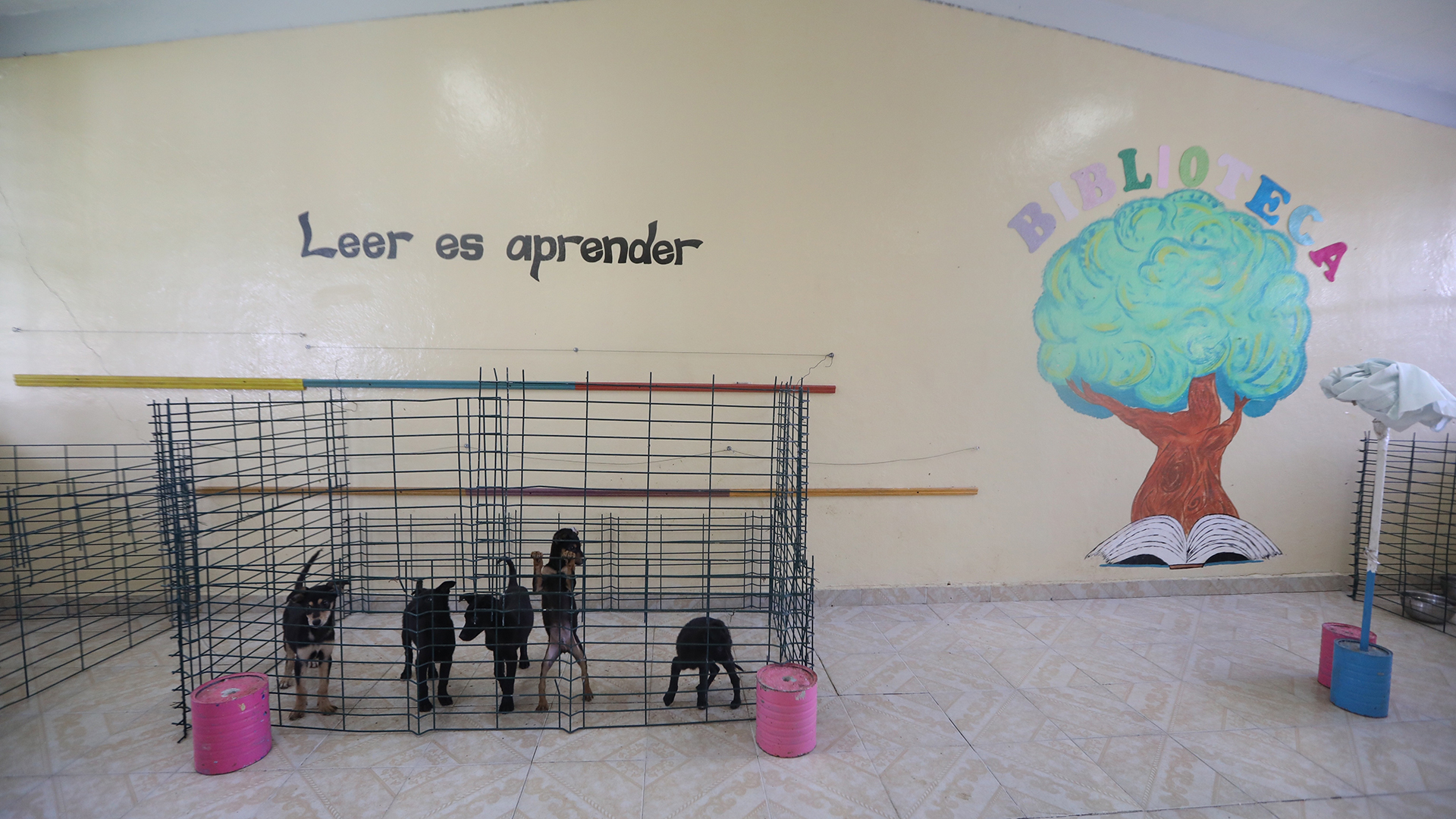 Soldados al rescate de perros callejeros en Santa Lucía - preescolar-adaptado-como-refugio-para-perros