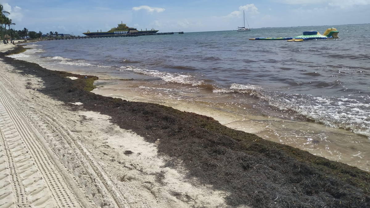 Ocultan sargazo en tiraderos clandestinos de Cancún - sargazo-en-playa-de-cancun-quintana-roo