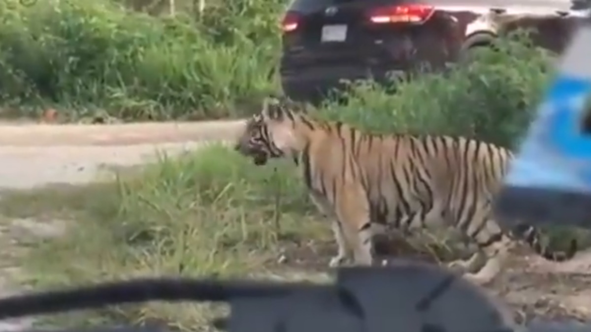 Tigre sorprende en carretera de Cancún a automovilistas Tigre sorprende en carretera de Cancún a automovilistas