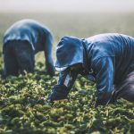 Unos 40 mil productores en México mantienen producción de alimentos orgánicos en 2025