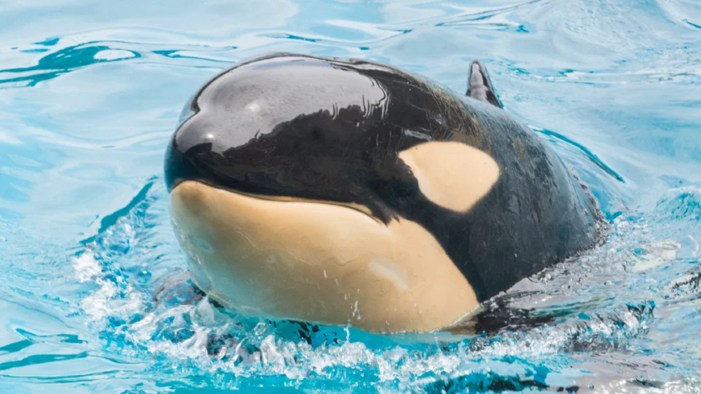 Orca de 6 años murió en parque de San Diego; activistas piden investigación Orca de 6 años murió en parque de San Diego; activistas piden investigación