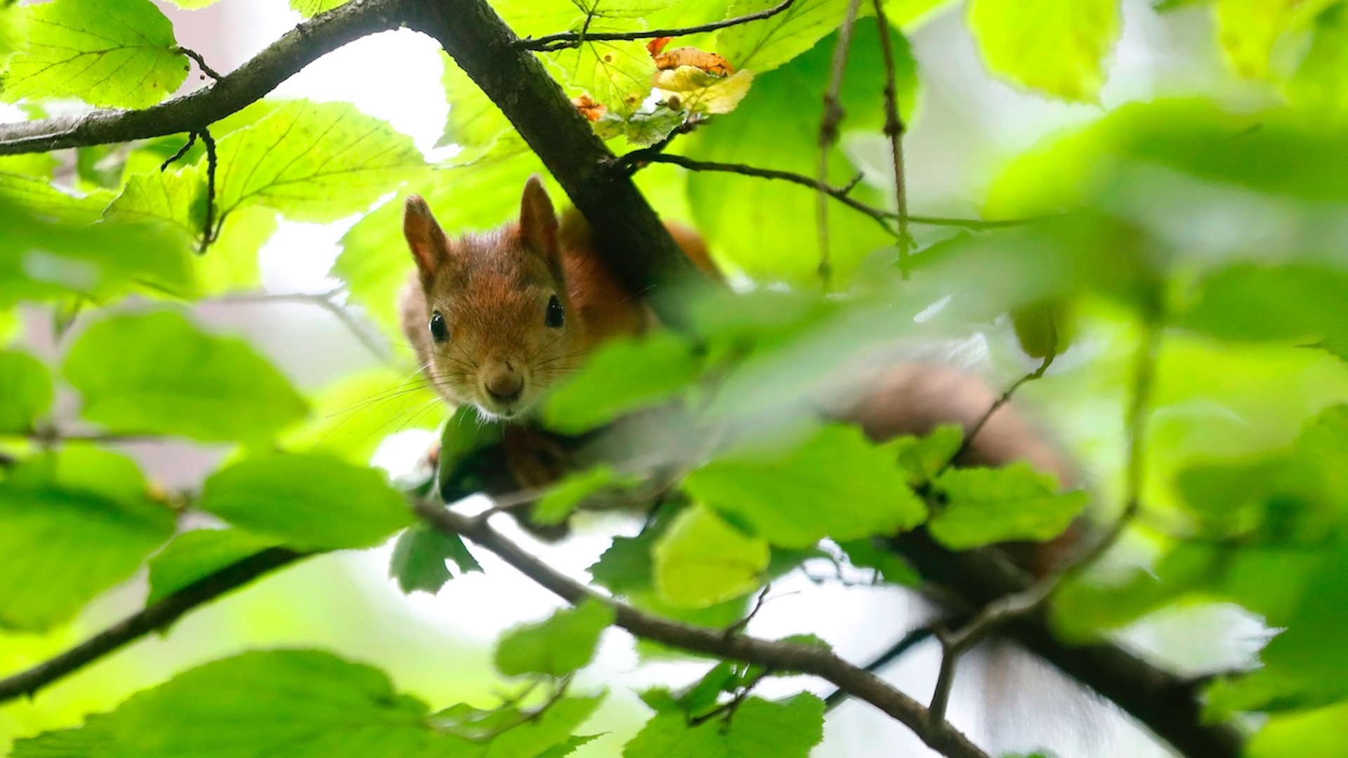 “Parkour” de las ardillas, inspiración para mejorar robots “Parkour” de las ardillas, inspiración para mejorar robots