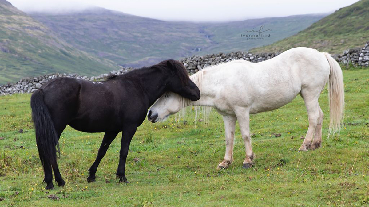 Los caballos islándicos, por Ivonne Frid