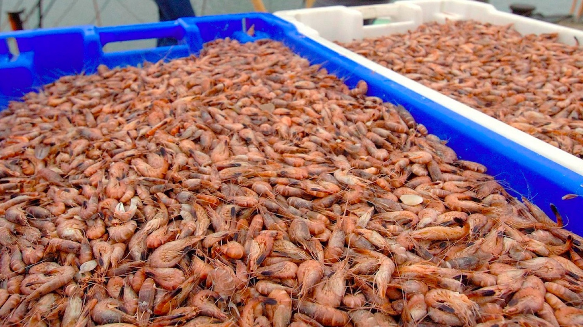 México y EE.UU. levantarán embargo al camarón mexicano México y EE.UU. levantarán embargo al camarón mexicano