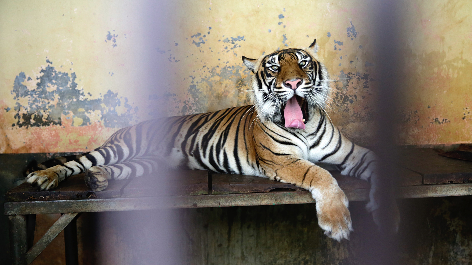 Tigres de Sumatra se contagian de COVID-19 en zoológico de Indonesia Tigres de Sumatra se contagian de COVID-19 en zoológico de Indonesia