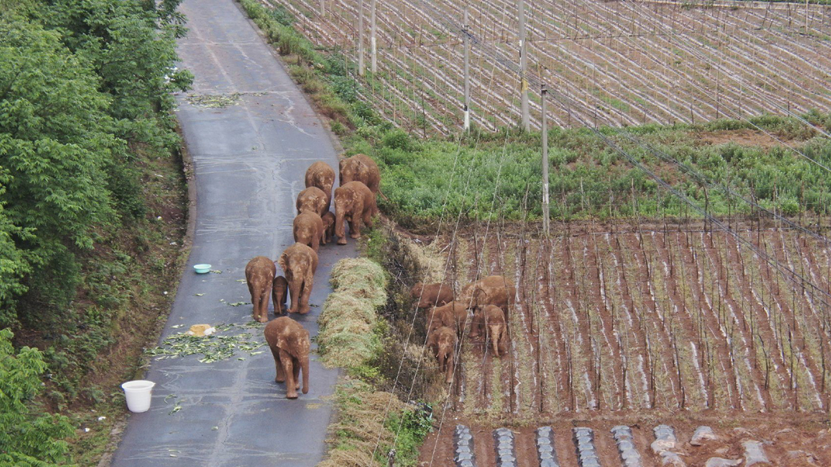 Concluye migración de elefantes en China; llegan a hábitat apropiado - elefantes-en-china-durante-migracion