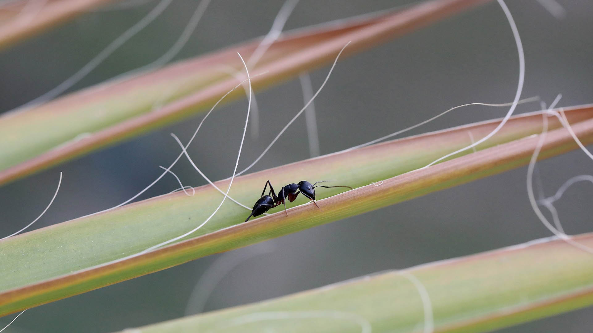 El valor de las hormigas para la naturaleza y la existencia de los humanos El valor de las hormigas para la naturaleza y la existencia de los humanos