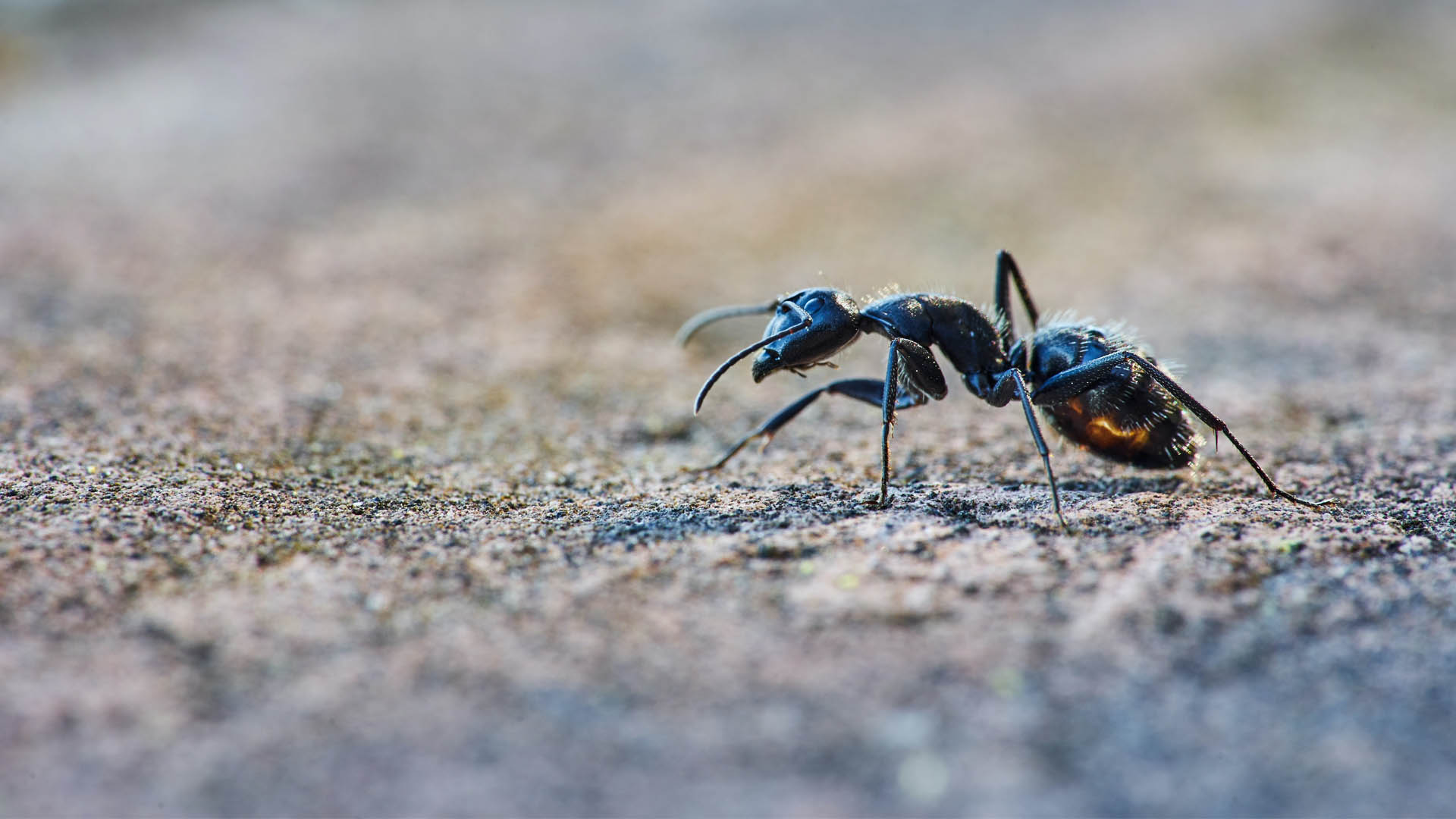 El valor de las hormigas para la naturaleza y la existencia de los humanos - hormigas-insectos-naturaleza-3