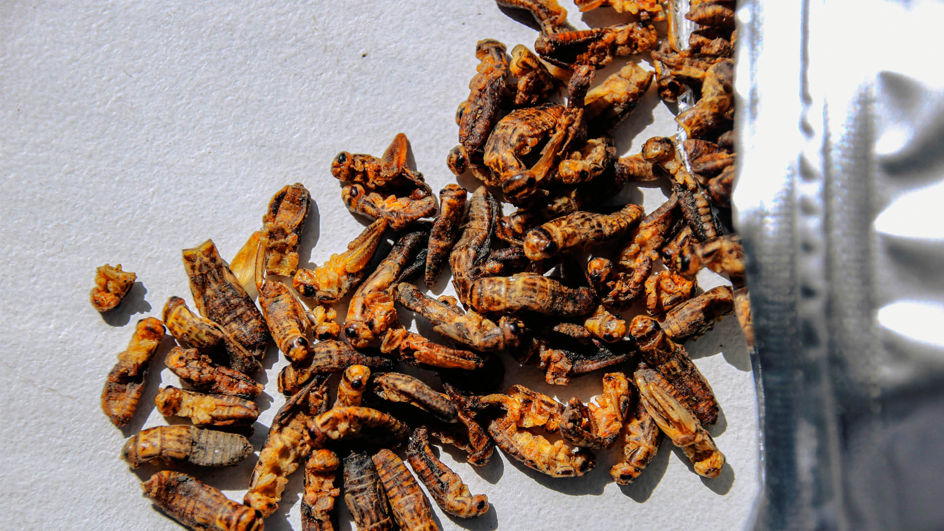 Insectos, la nueva proteína aprobada en Portugal - insectos-comida-alimentos-2