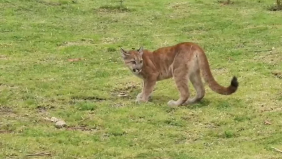 Rehabilitan a puma hembra rescatada de una vivienda en Bogotá en situación precaria