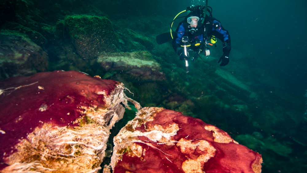 Estudio relaciona la duración del día con niveles de oxígeno en la Tierra Estudio relaciona la duración del día con niveles de oxígeno en la Tierra