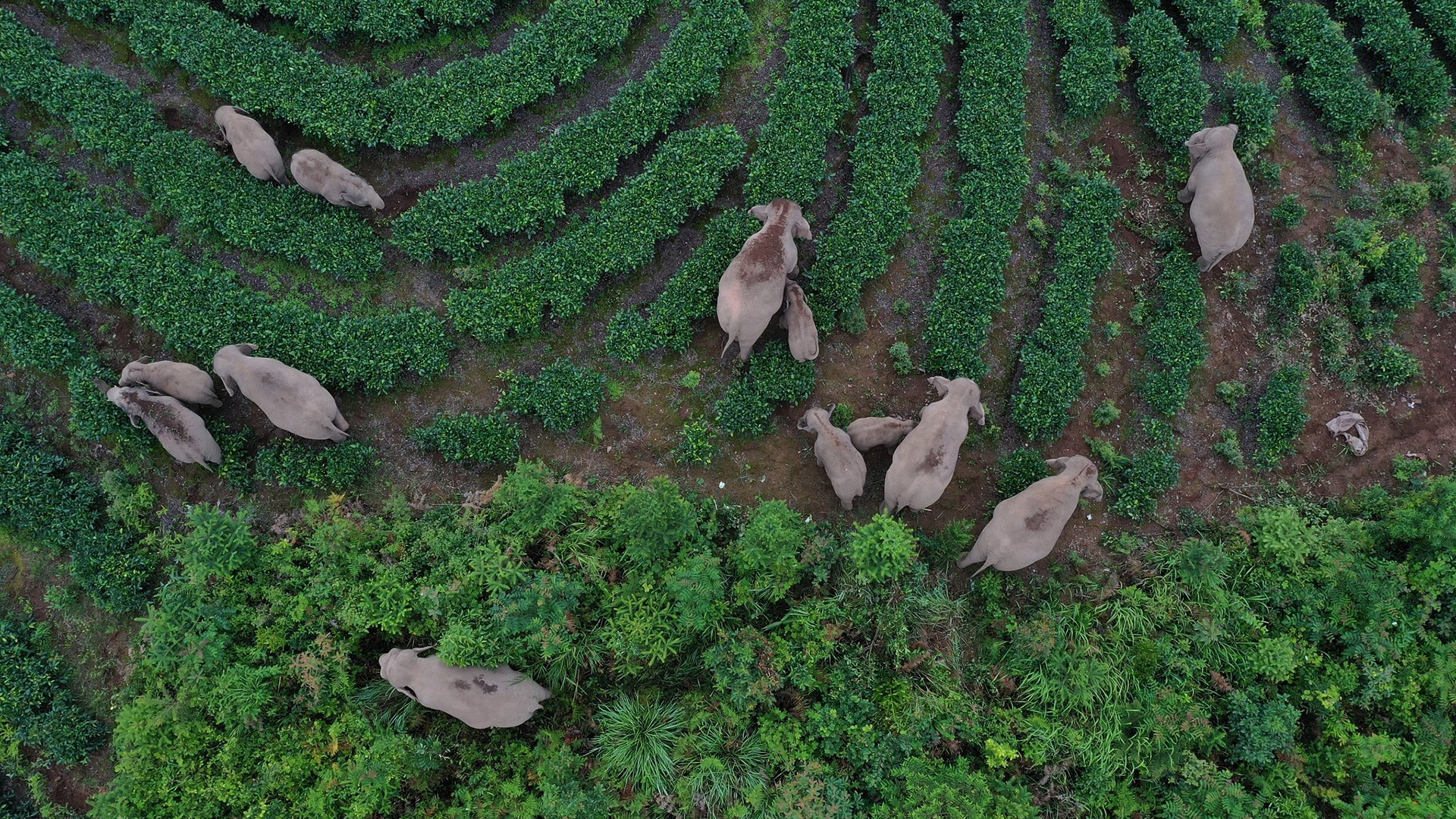 Concluye migración de elefantes en China; llegan a hábitat apropiado