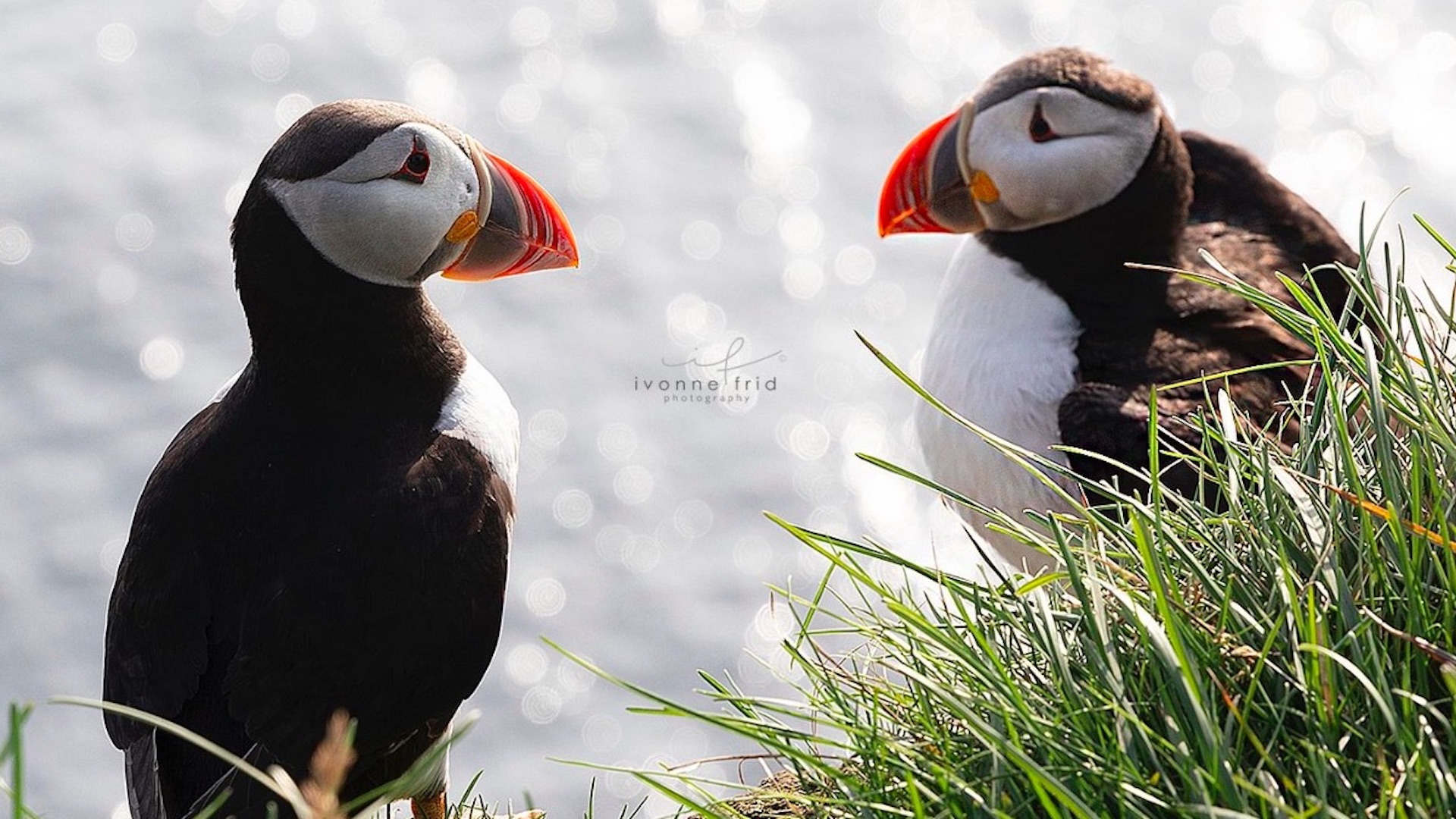 Los puffins de Islandia, por Ivonne Frid Los puffins de Islandia, por Ivonne Frid