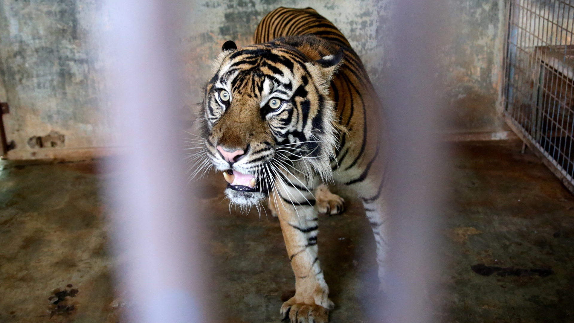 Tigres de Sumatra se contagian de COVID-19 en zoológico de Indonesia - tigre-contagiado-de-covid-19-en-zoologico-de-indonesia