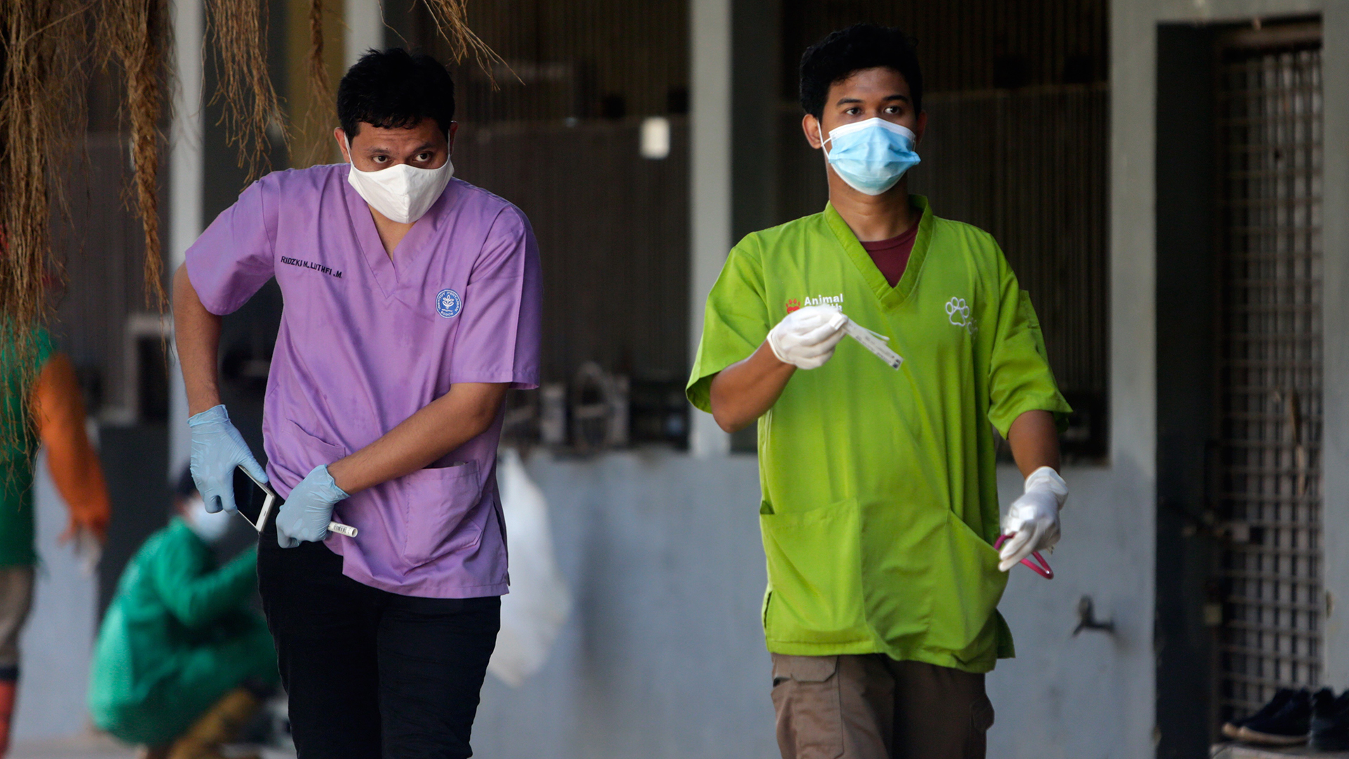 Tigres de Sumatra se contagian de COVID-19 en zoológico de Indonesia - trabajadores-de-un-zoologico-de-indonesia-tras-realizar-prueba-de-covid-19-a-dos-tigres
