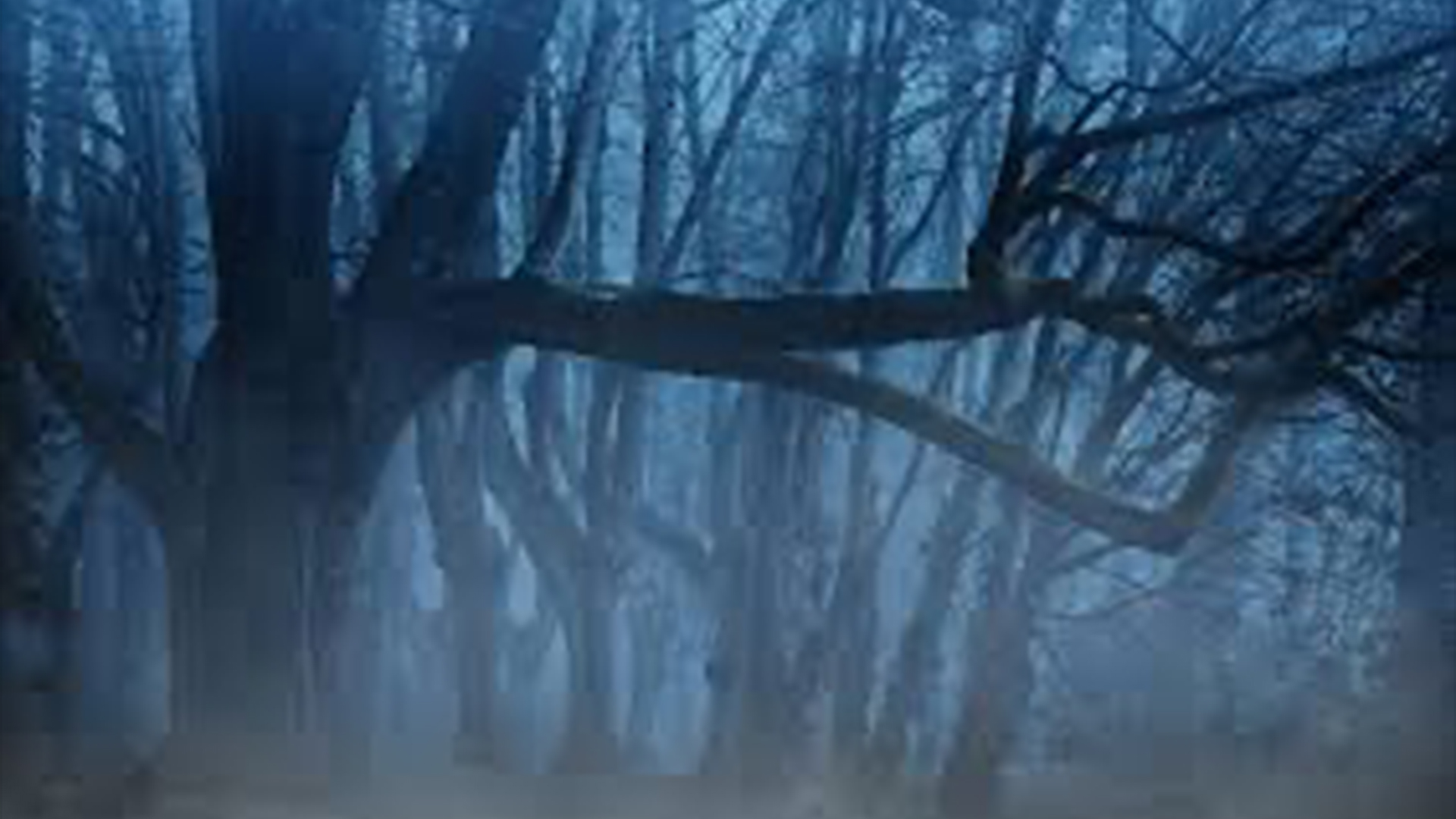 Un bosque, una cueva, un clan