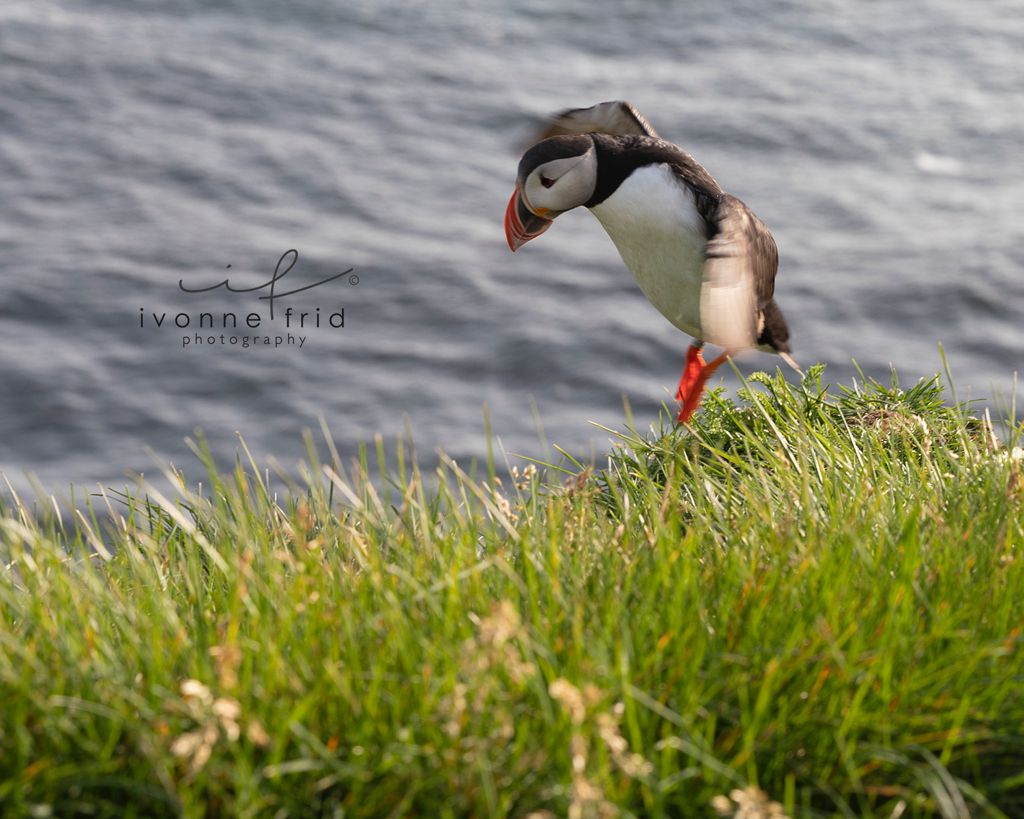 Los puffins de Islandia, por Ivonne Frid - whatsapp-image-2021-08-09-at-144111