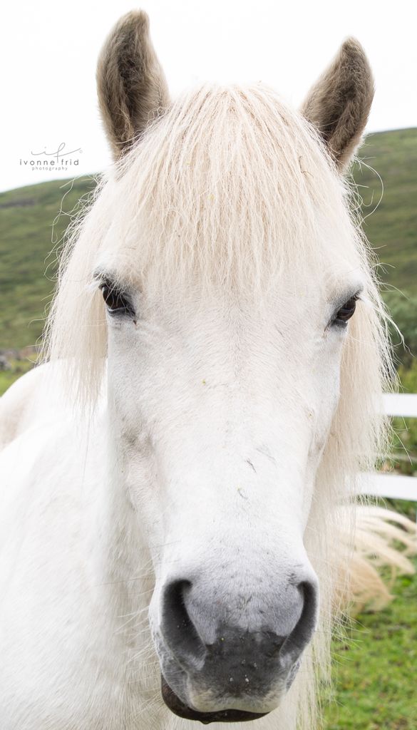 Los caballos islándicos, por Ivonne Frid - whatsapp-image-2021-08-20-at-200306-3