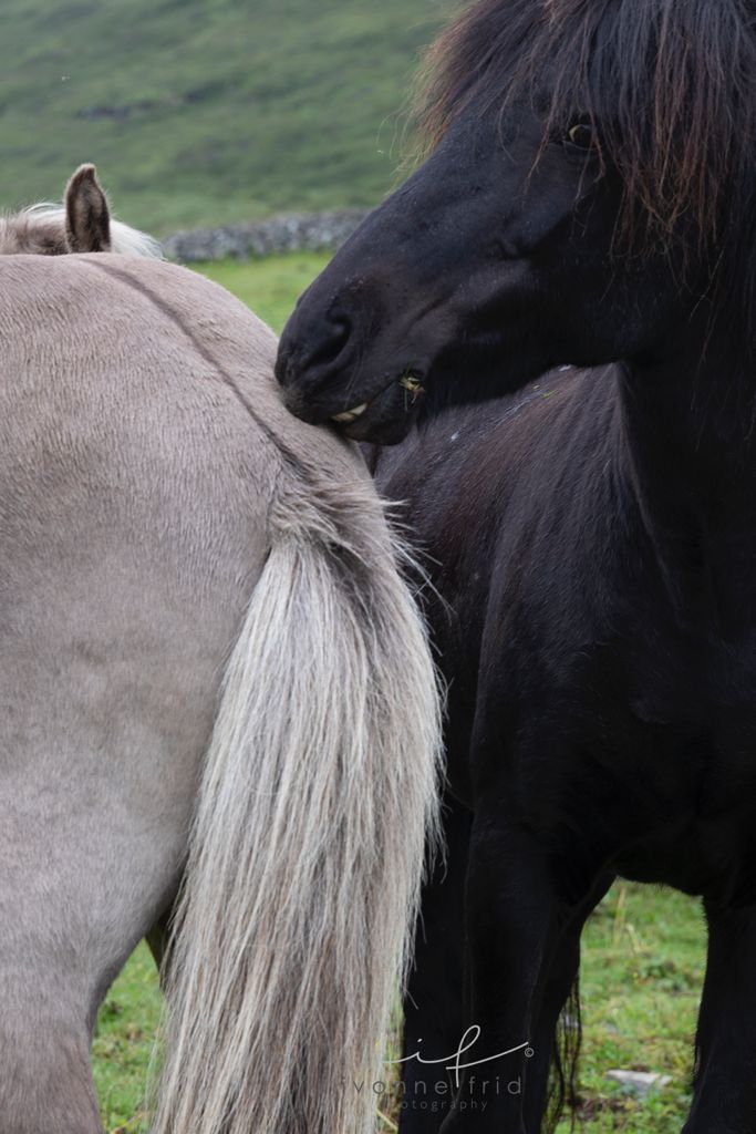 Los caballos islándicos, por Ivonne Frid - whatsapp-image-2021-08-20-at-200306-4