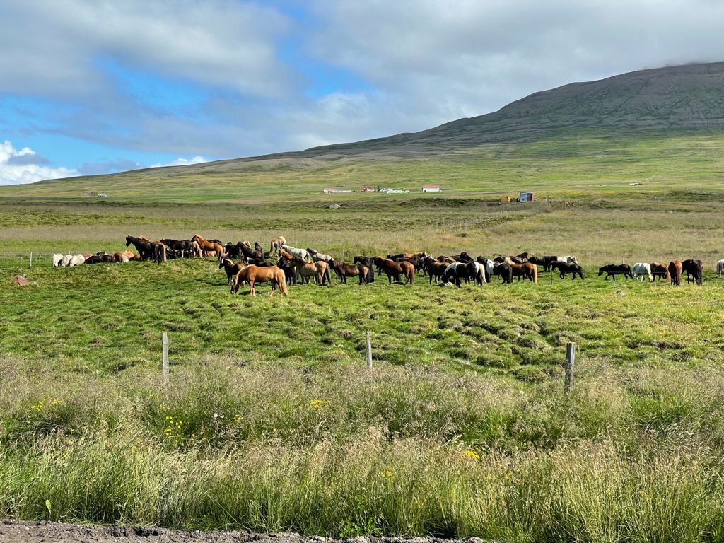 Los caballos islándicos, por Ivonne Frid - whatsapp-image-2021-08-20-at-200306-6