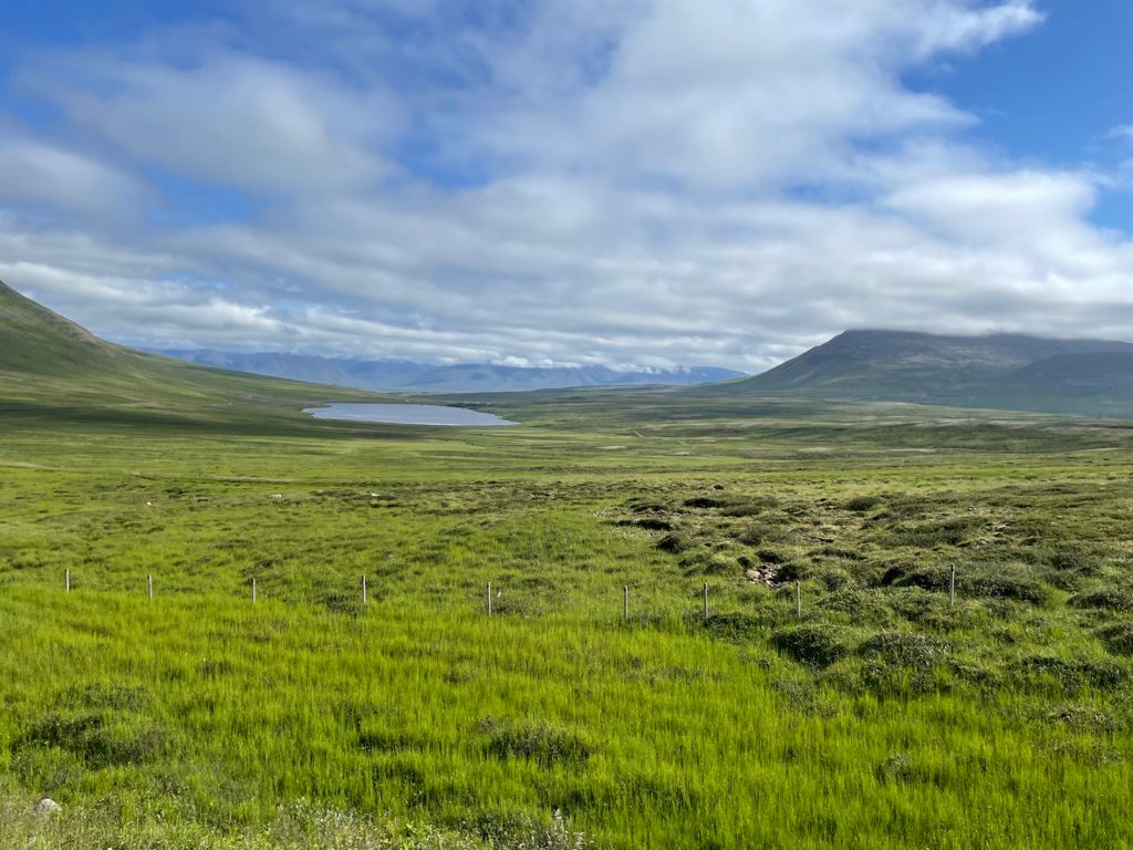 Los caballos islándicos, por Ivonne Frid - whatsapp-image-2021-08-20-at-200307-1