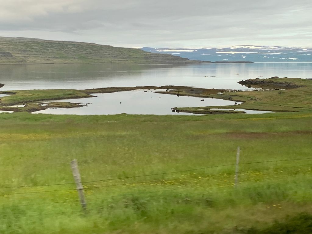 Los caballos islándicos, por Ivonne Frid - whatsapp-image-2021-08-20-at-200307