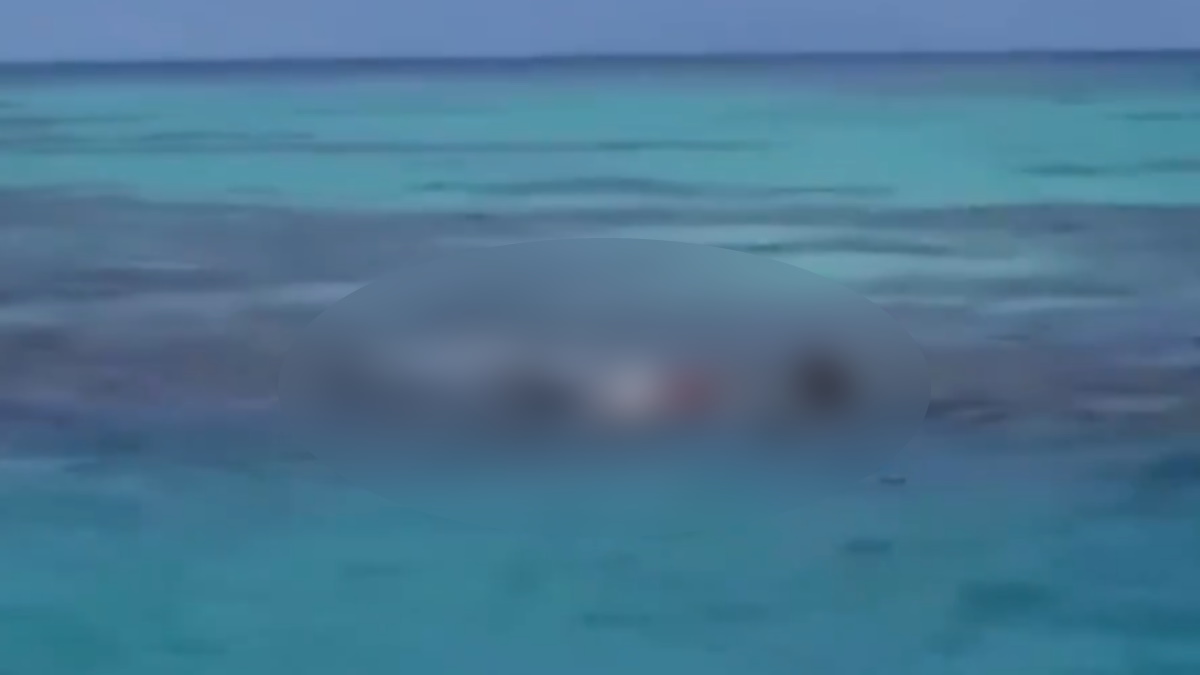 Tiburones impiden rescate de un cadáver en Arrecife Alacranes, Yucatán