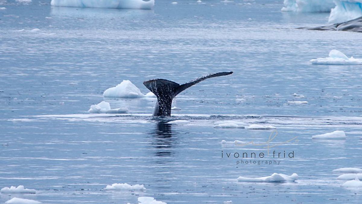 Las peligrosas estaciones balleneras del Atlántico Sur, por Ivonne Frid