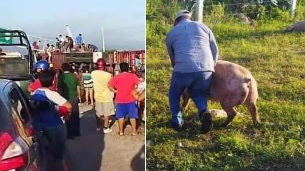 #Video Vuelca tráiler con cerdos en Campeche; pobladores hacen rapiña