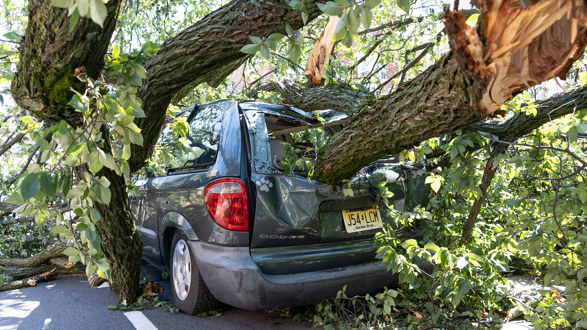 Papa Francisco lamenta muertes y daños por Ida en Estados Unidos Papa Francisco lamenta muertes y daños por Ida en Estados Unidos