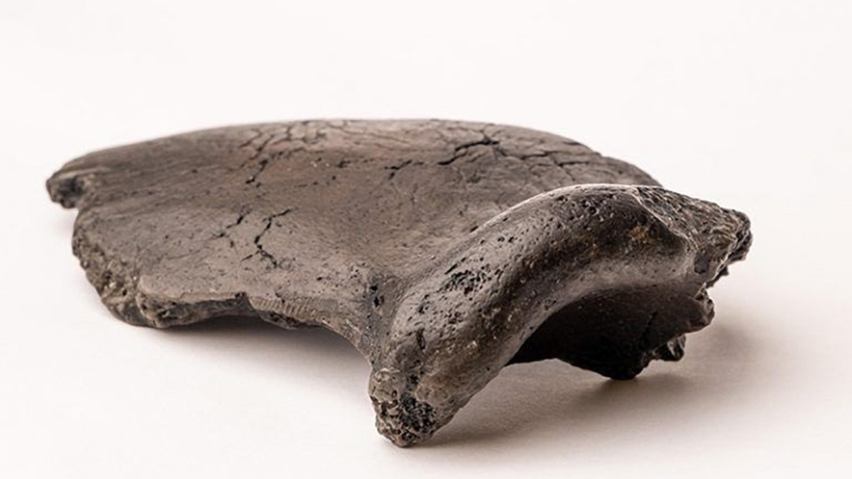 Reconstruyen en Holanda el rostro del primer neandertal neerlandés - fragmento-de-hueso-del-craneo-del-primer-neandertal-neerlandes-krijn