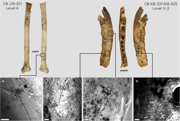 Descubren herramientas de hueso de hace 120 mil años para fabricar ropa - herramientas-de-hueso-para-confeccionar-ropa