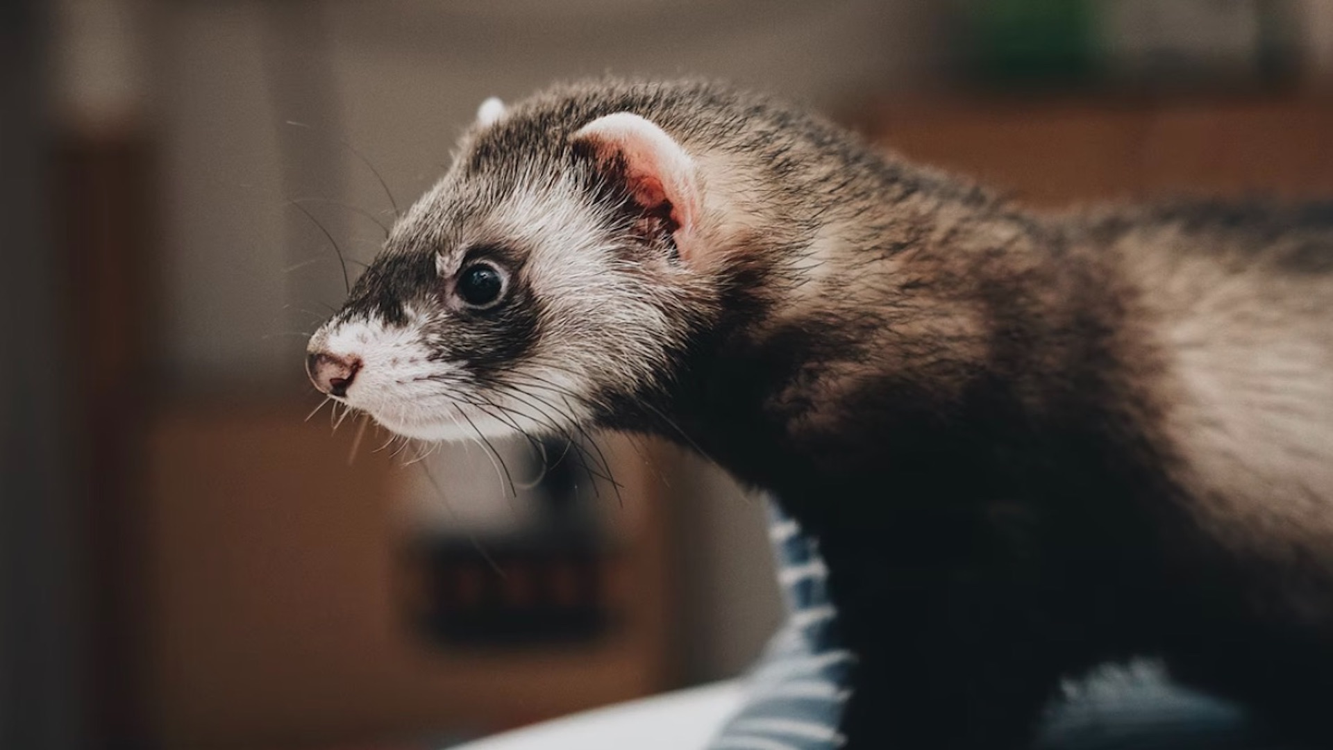 Confirman primer caso de hurón contagiado de COVID-19 en EE.UU. Confirman primer caso de hurón contagiado de COVID-19 en EE.UU.