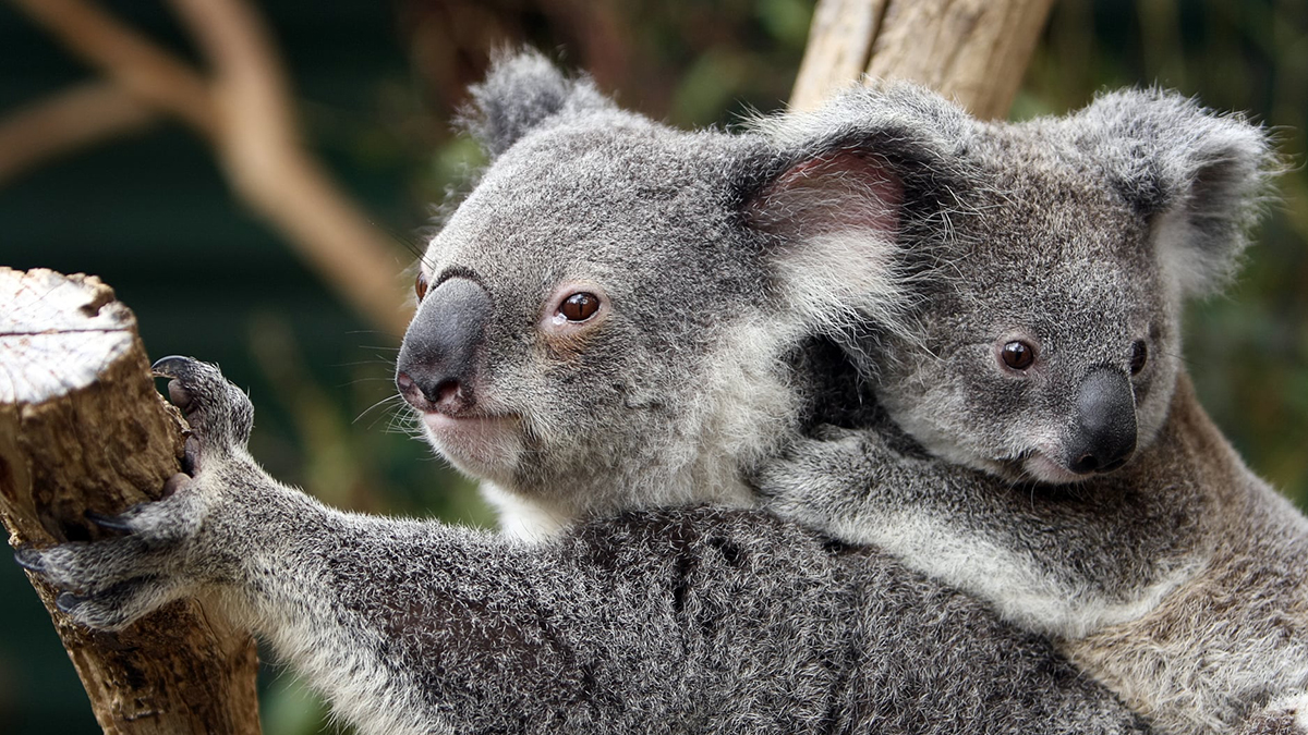 Población de koalas en Australia se redujo 30 por ciento desde 2018 Población de koalas en Australia se redujo 30 por ciento desde 2018